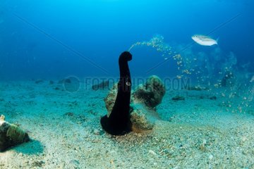 Sea Cucumber sprawing its eggs Walindi Bismark Archipelago