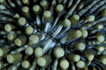 Detail of mushroom coral Walindi Bismark Archipelago