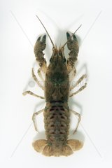North American crayfish on white background