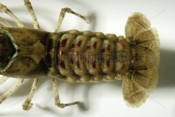 Tail of North American crayfish on white background