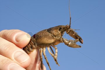 North American crayfish grip Lake Lugano Switzerland