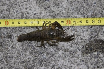 North American crayfish showing sizeLake Lugano Switzerland