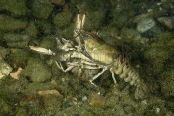 North American crayfish pairing Lake Lugano Switzerland
