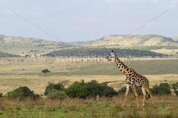 Masai giraffe male in the Masai Mara NR Kenya