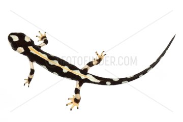 Luristan Newt on a white background