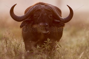 Savanna buffalo at dawn in the Nakuru NP Kenya