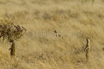 Yellow Mongoose in Etosha NP Namibia