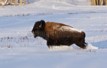 American Bison running in snow Alberta Canada