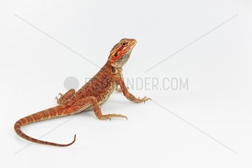 Inland Bearded Dragon captive-bred red