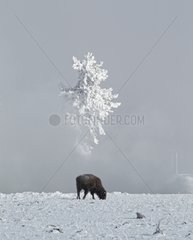 Bison calf feeding under a frozen tree Yellowstone NP