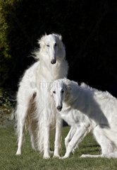 A pair of white Russian greyhound