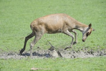 Female red deer taking a mud bath France