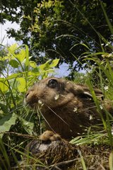 Portrait of European hare in the border of underbrush France