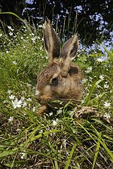 Portrait of European hare in grass France