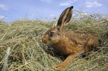 European hare in the hay France