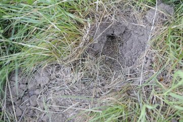 Vole nest dug by a fox France