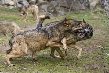 Two males Iberian Wolf fighting Spain