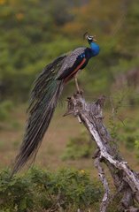 Breeding male Indian Peacock calling from tree stump