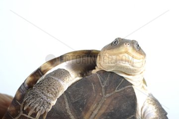Portrait of Freshwater turtle on a white background
