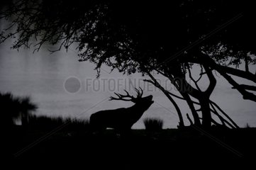 Silhouette of Red Deer bellowing waterfront France