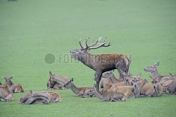 Red deer roaring surrounded by hinds France