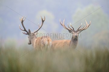 Male red deers standing in a clearing France