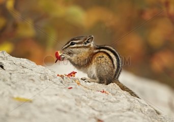Least Chipmunk feeding on berries Jasper NP Canada
