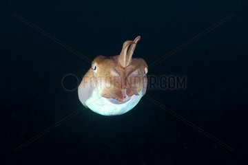 Common cuttlefish swimming in open water Monaco