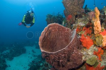 Sponge barrel on the seabed of the island of Dominica