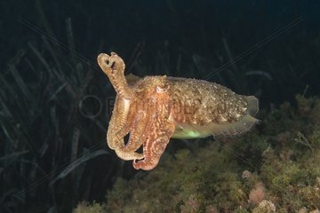 Cuttlefish common in position of intimidation Monaco