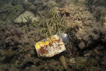 Beverage can on a sea anemone in the Mediterranean