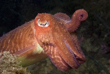Cuttlefish common in position of intimidation Monaco