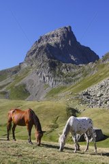 Horses before the Pic du Midi d'Ossau Pyrenees France