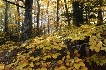 Undergrowth of Beech Grove in autumn Alsace France