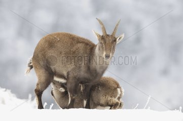 Ibex feeding her young in snow Vanoise Alps France