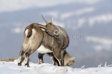 Ibex and young in snow Vanoise Alps France