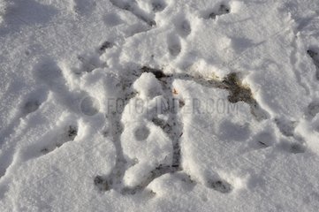 Stock vole under the snow Vanoise Alps France