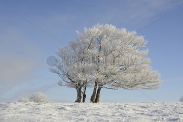 Snowy trees Creux du Van Jura Switzerland