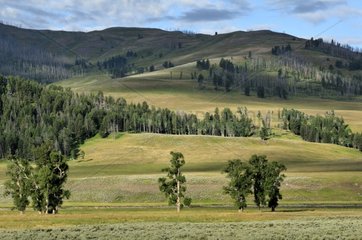 Landscape of Yellowstone NP USA
