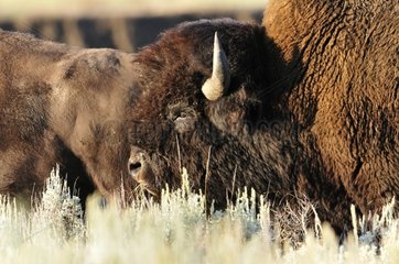 Male American bison in the Yellowstone NP USA