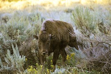 Young American bison in the Yellowstone NP USA