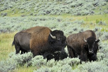 Male bison evaluating the receptivity of a female Yellowston