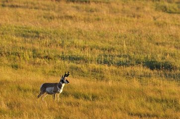 Pronghorn at sunset in Yellowstone NP USA