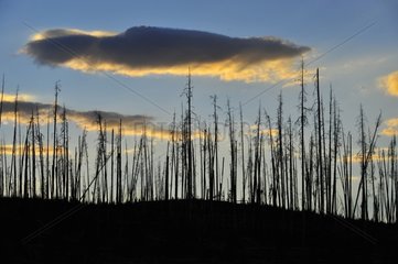 Silhouettes of tree trunks burned Grand Teton NP USA