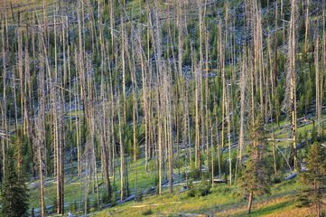 Trees charred from the fire of 1988 Yellowstone NP USA