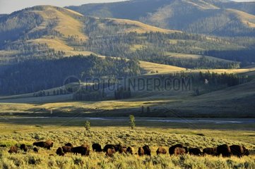 Herd of American Bison Yellowstone NP USA