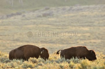 Bison male following female Yellowstone NP USA