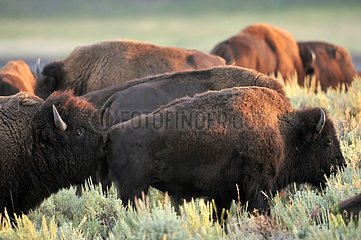 Bison evaluating the receptivity of a female Yellowstone USA