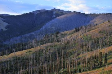 Landscape of the Lamar Valley in Yellowstone NP USA