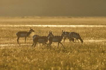 Pronghorn herd of females in the Yellowstone NP USA